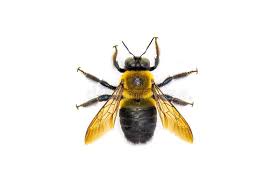 TLC Upstate Lawn & Pest Carpenter Bee Control