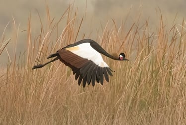 Black Crowned Crane in flight | Birding Adventures Gambia