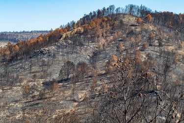 Incendie dans l'Aude la nature détruite