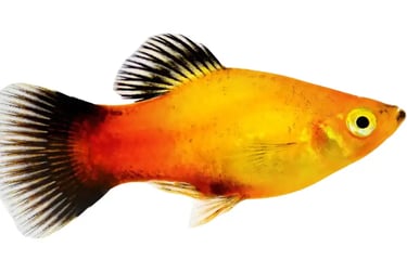 Platies