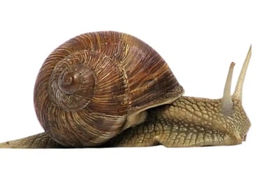 Snails