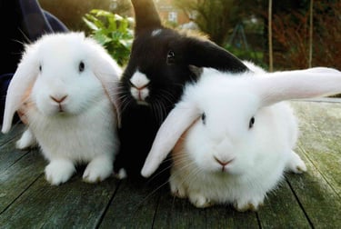 Three young bunnies (white, black, and white) sitting in a row