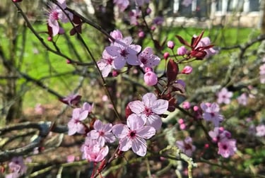 fleur jardin domaine du clody