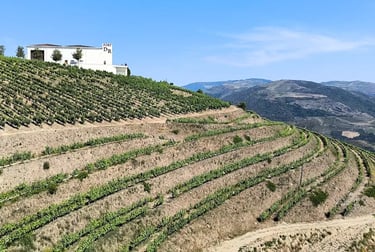 Vineyards at Quinta da Levandeira do Roncão in the Douro Valley