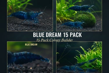 Blue Dream 15-pack colony starter showing high-density breeding group.