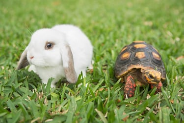 A white rabbit and a tortoise