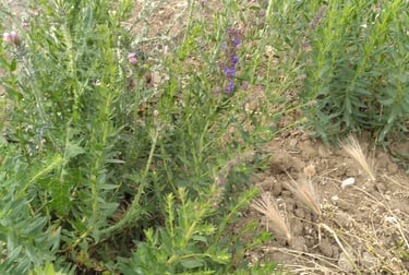 Hysope Officinale