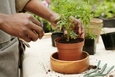 man planting a plant in a pot. 
