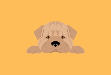 allevamento sharpei cuccioli sharpei