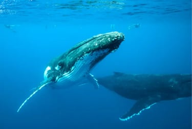 Two humpback whales swimming in blue ocean water with snorkelers visible at the surface.