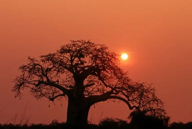 Silhouette of a large baobab tree against a vibrant orange African savanna sunset.