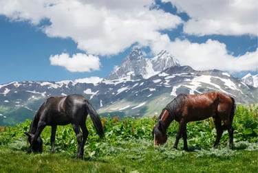 Two wild horses grazing in a green meadow with snow-capped mountain peaks and blue sky.