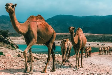 A caravan of dromedary camels walking through a rocky desert landscape near a blue lake and mountains.