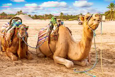 Camellos en el desierto, Túnez
