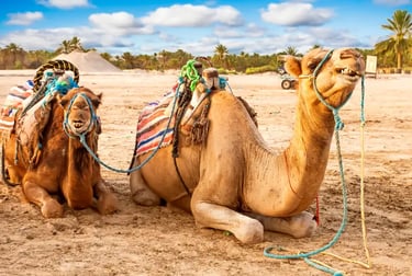 Two dromedary camels resting on a sandy beach under a blue sky with palm trees in the background.
