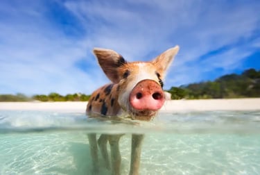 A spotted pig swimming in the crystal clear turquoise water of a tropical beach in the Bahamas.