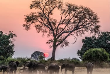 A herd of African elephants gathers near a large tree during a vibrant pink and orange sunset safari.