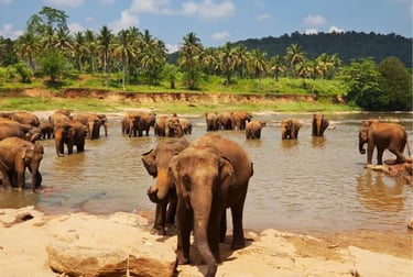 A large herd of Asian elephants bathing in a river at a sanctuary with tropical palm trees.
