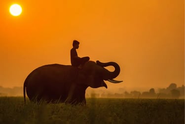 Silhouette of a mahout riding an elephant in a field during a golden orange sunrise.