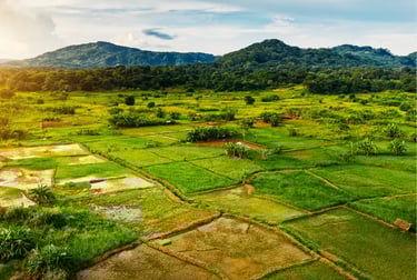 Aerial view of lush green rice paddy fields and tropical agriculture near forested mountains.