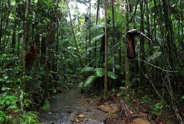 Lush tropical rainforest landscape featuring a shallow creek flowing through dense green foliage and tall palm trees.