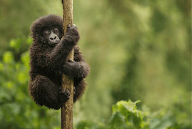 Pequeño bebé gorila en Uganda
