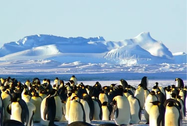 A large colony of Emperor penguins huddles on Antarctic ice with snowy mountains and glaciers in the background.