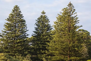 Three tall Norfolk Island pine trees standing under a soft blue sky in a lush coastal forest.