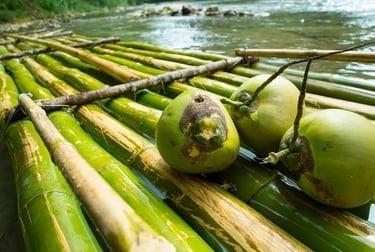 Three fresh green coconuts sitting on a traditional bamboo raft floating on a tropical river.