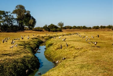 A flock of storks and water birds feeding along a narrow river in an African savanna landscape.