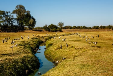 Safari en Zambia