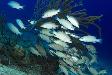 A school of silver snapper fish swimming near a brown sea fan on a vibrant coral reef.
