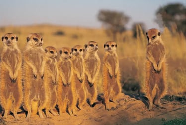 A group of meerkats standing upright on alert in the African savanna at sunset.