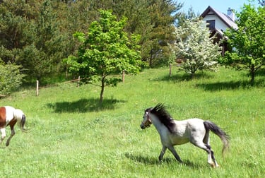 domek w sosnowym lesie, konie