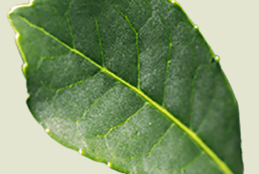 A single green serrated leaf showing detailed veins and texture on a neutral background.