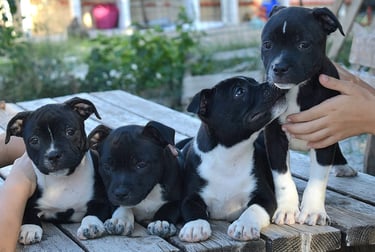 staffordshire bull terrier con pedigree Enci allevamento Sicilia Italia cuccioli grecalestaffs