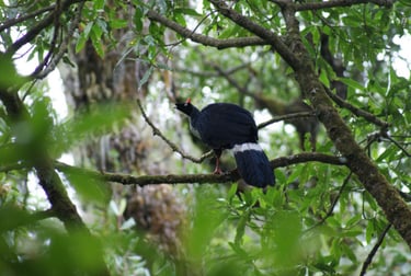 A Horned Guan with a red horn sits in a forest near the Tacana Volcano on a Sabes Aves birding tour