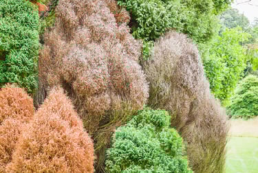 Grey Patches On Conifer Trees