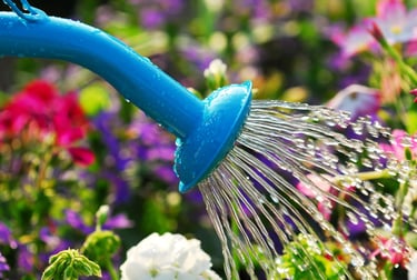 What time to water plants