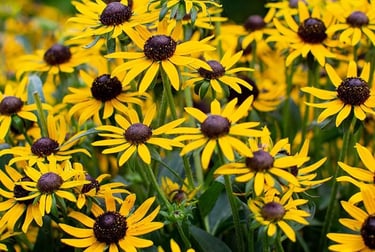 Vibrant yellow black-eyed Susan flowers blooming in a sunny summer garden landscape.