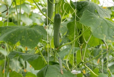 a cucumber plant with cucumbers and leaves