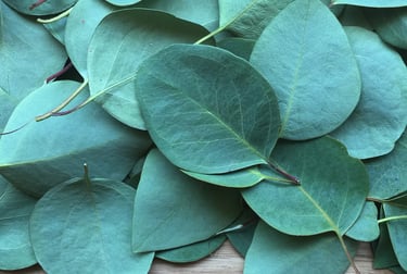 eucalyptus essential oil