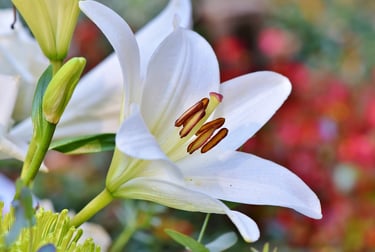 ginger lily CO absolute