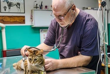 Dr Vladimir Cirkovic preslusava macku – dezurni veterinar 00–24