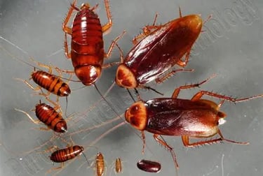 American cockroaches at various life stages, including adults, nymphs, and an egg case.