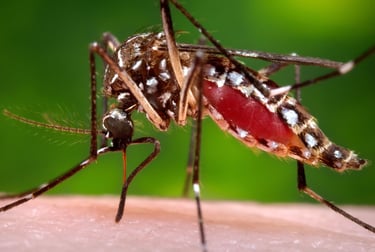 Macro shot of an Aedes aegypti mosquito with a blood-filled abdomen biting human skin.