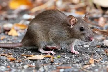 A brown wild rat foraging on the ground outdoors among dry leaves and dirt.