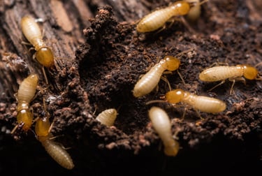 Macro shot of subterranean termites crawling on damaged wood and soil for pest control identification.