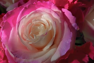 white and pink rose