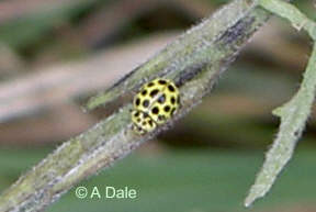 22 Spot Ladybird